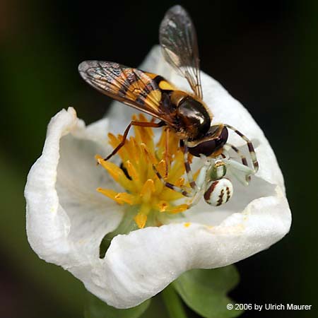 Von der Larve zur Libelle