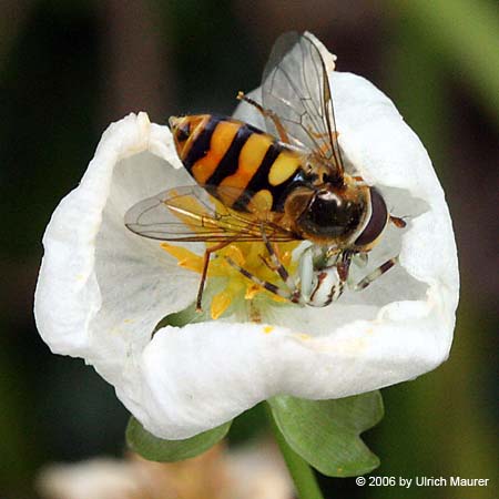 Von der Larve zur Libelle