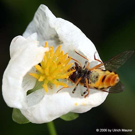 Von der Larve zur Libelle