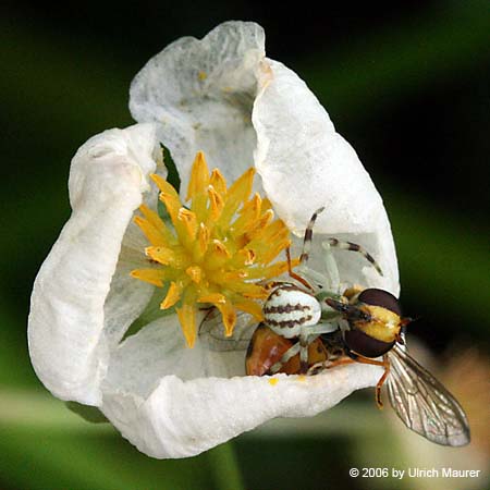 Von der Larve zur Libelle
