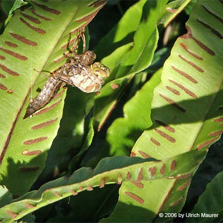 Von der Larve zur Libelle