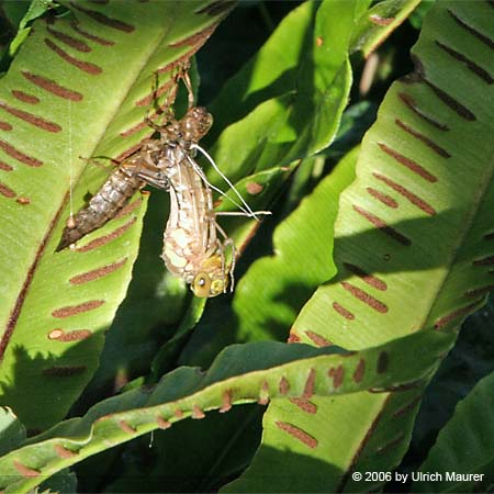 Von der Larve zur Libelle