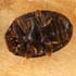Scymnus rubromaculatus - Weibchen