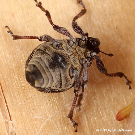 Neophytobius quadrinodosus