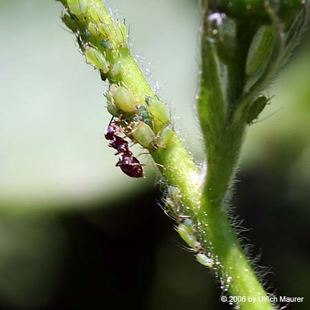 Blattläuse mit Ameise