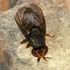 Camarota curvipennis